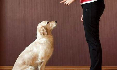 狗狗冠状病毒多久能好