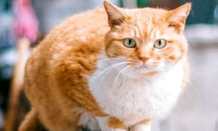 橘猫眼睛颜色有哪些？