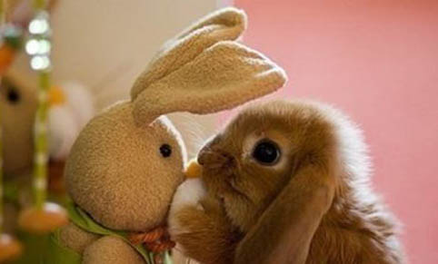 室内养兔子怎么才能不臭