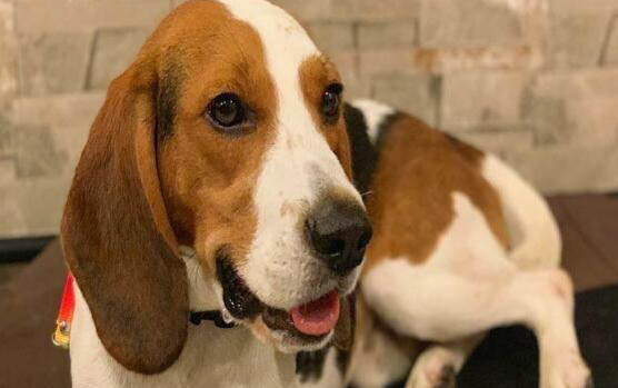 比格犬介绍