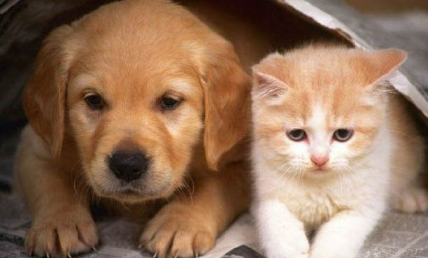 伊纳宝猫条怎么样