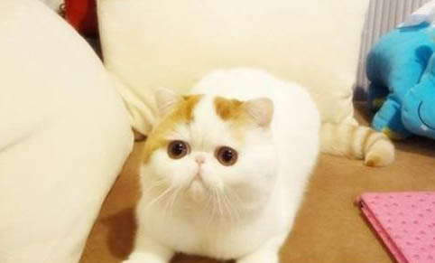 猫可以吃橘子跟橙子吗