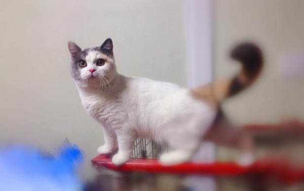 猫丢了如何快速找回