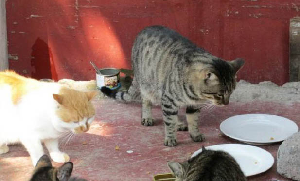 怎么对付猫晚上不睡觉