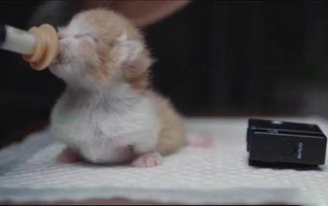 猫咪一只眼睛红了睁不开是怎么回事?