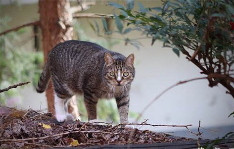 换猫砂猫会不适应吗