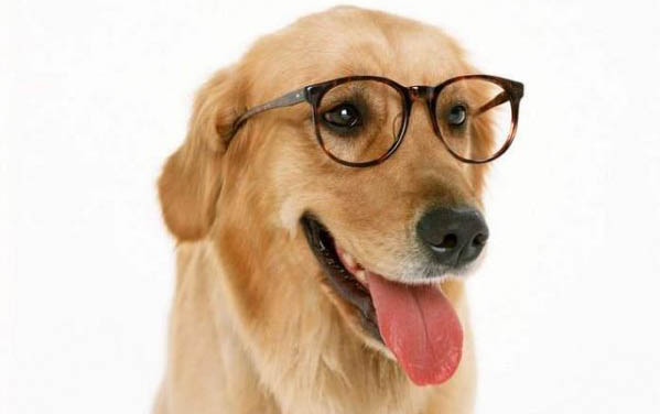 狗狗怀孕几个月生小狗
