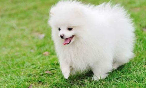 博美犬怎样训练