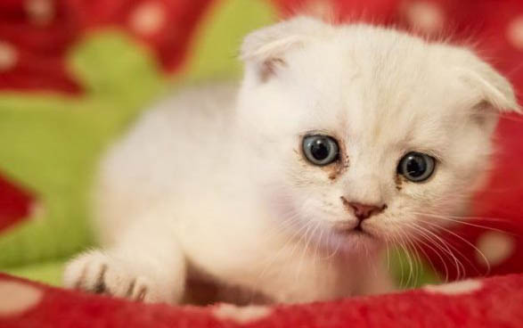 两个月小猫可以去宠物店洗澡吗
