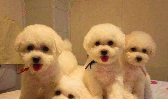 比熊犬泪痕的产生原因及处理方法