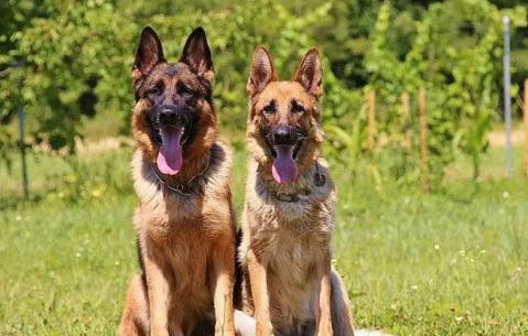 德国牧羊犬支气管炎可以洗澡吗