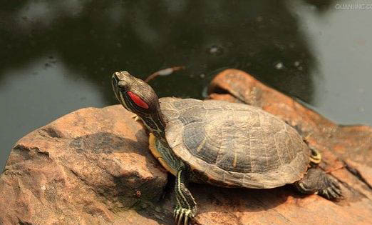 巴西龟吃龟粮可以吗