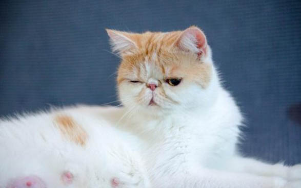 猫咪一直打喷嚏是感冒了吗怎么办