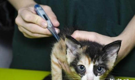 猫咪疫苗后拉肚子会持续多久
