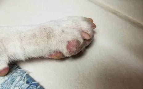 猫咪脱水多久才会死