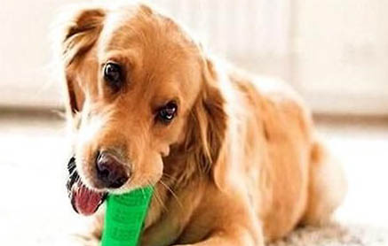 狗狗肠炎与胰腺炎的区别