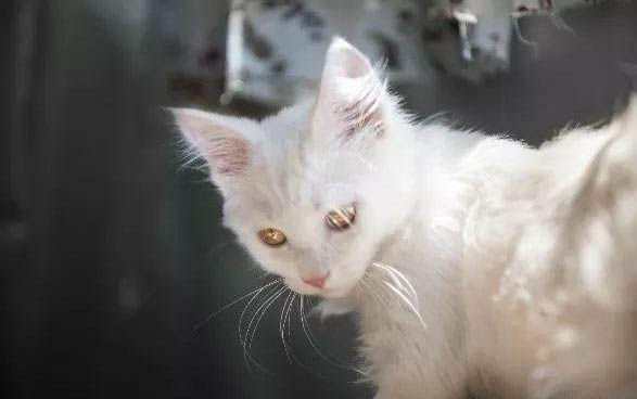 小猫生病快死的征兆?