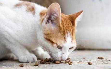 请问猫咪呕吐的原因及处理方法？