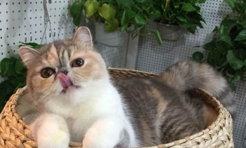猫咪打喷嚏流鼻涕流眼泪是什么症状