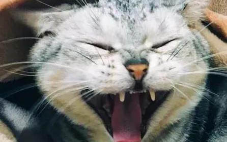 小猫死了母猫会怪主人吗