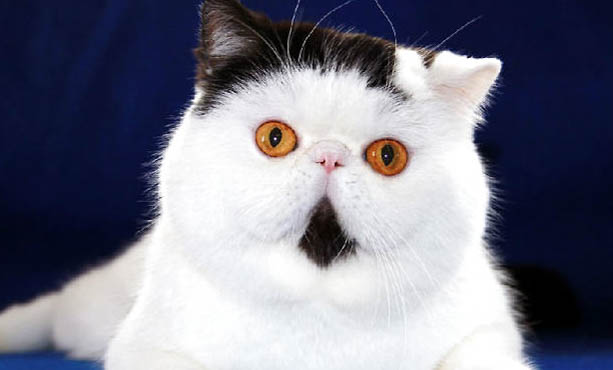 美国短毛猫一只便宜多少钱