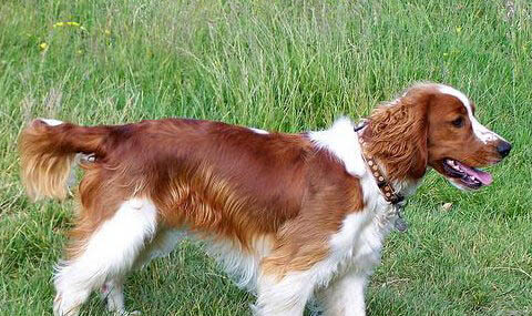 维希拉猎犬太瘦的原因及处理方法