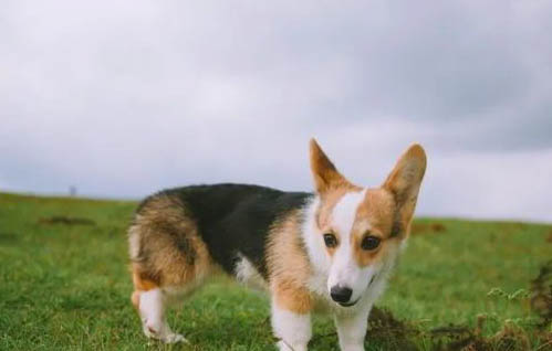 柯基犬鼻子出血的原因及处理方法