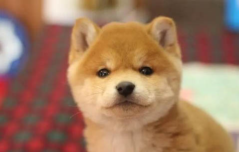 日本柴犬多大可以断奶