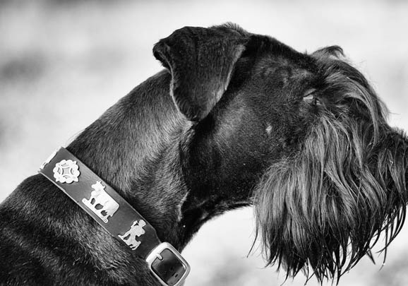 巨型雪纳瑞犬性格怎么样