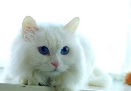 山东狮子猫换牙期注意事项