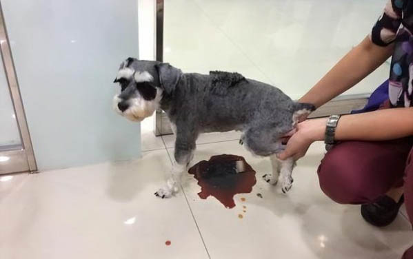 狗狗一辈子不挤肛门腺可以吗