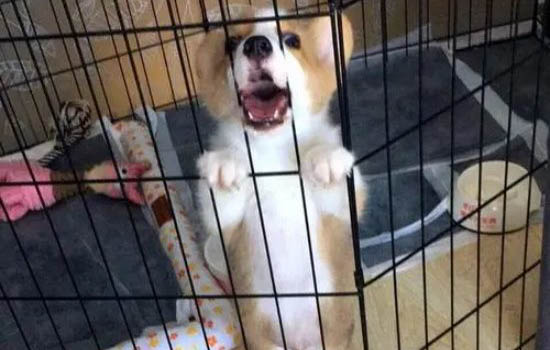 狗狗吐清水了啥原因