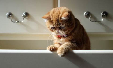猫为什么那么喜欢用猫抓板
