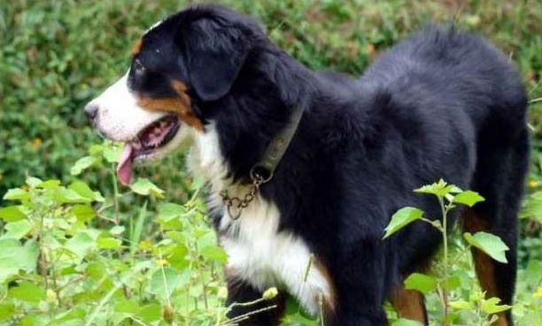 伯恩山犬哪里有卖的