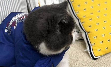 养猫从多大开始养比较好