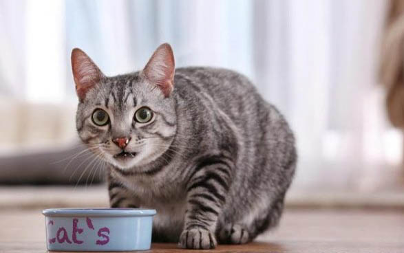 猫咪几个月下崽