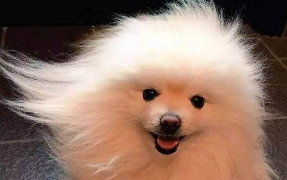 博美一般几个月爆毛