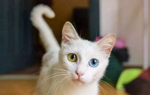 猫咪在猫砂盆里拉尿但不拉屎什么原因