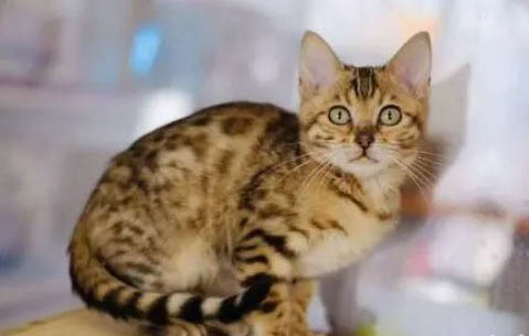 孟加拉豹猫的优缺点