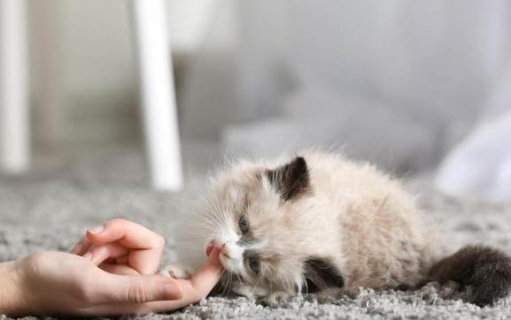 一个多月的猫咪都能吃什么食物啊