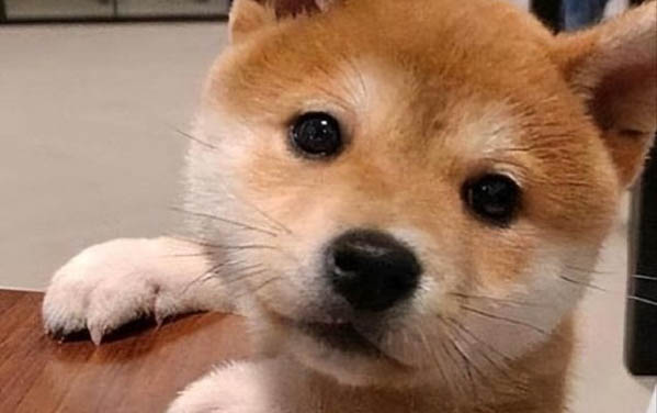 狗狗护窝的两种原因