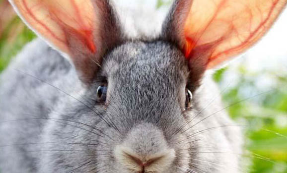 兔子养多久才会认主人啊？