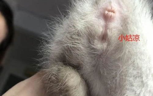 小猫喜欢舔人的原因及处理方法