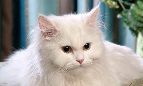猫咪耳朵发热是不是发烧了呀
