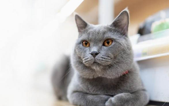 猫咪拉稀可以吃饭吗?