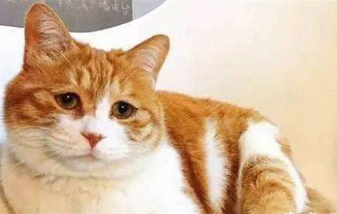 为什么给猫剪尾巴