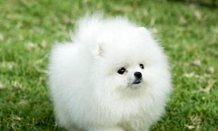 博美犬怎么养比较好