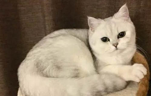 猫咪可以吃猪肉吗?