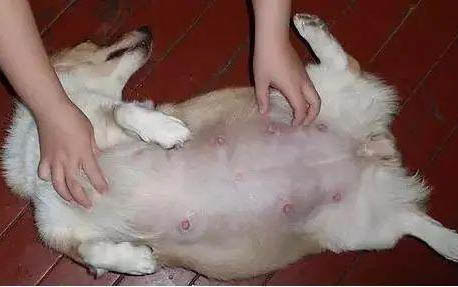 狗狗肝损伤恢复一般要多久?