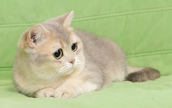 猫咪在床上拉尿应该怎么教育